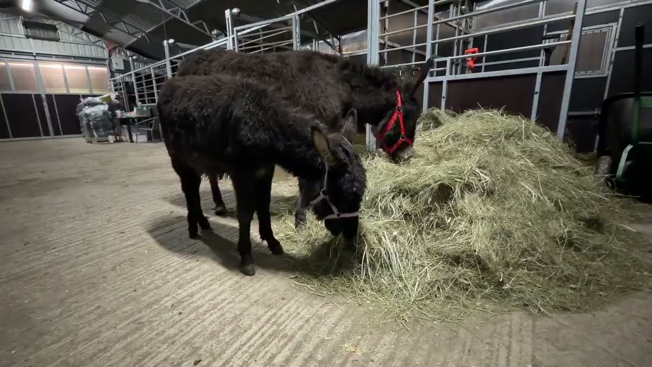 Mały Józio i jego mama już u nas. 