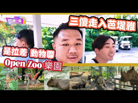 泰國芭堤雅 是拉差動物公園 Open Zoo│三傻走入芭堤雅│近距離接觸肉食動物 大開眼界│【一週一蘇】220240525 阿蘇遊