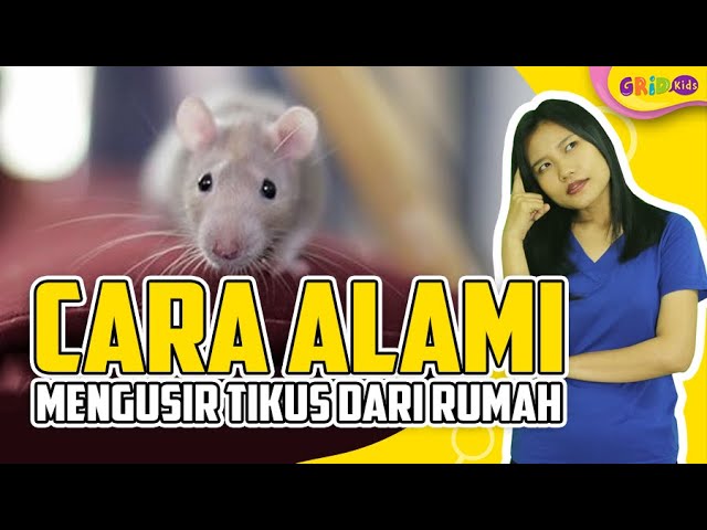 Cara mengusir tikus di dalam rumah secara alami