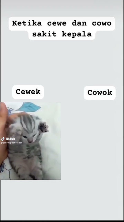 mana paramex🤣🤣 #memecat #shorts