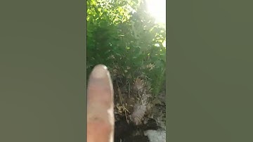 cây Tắc kè đá . Cây thuốc quý hỗ trợ về các bệnh xương khớp..