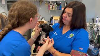 Adoption Walkthrough Video