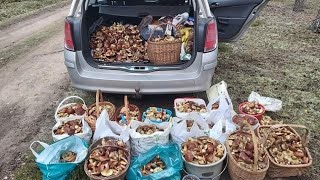 2021 Giant birch bolete. world record. Porcini and boletus. 2021