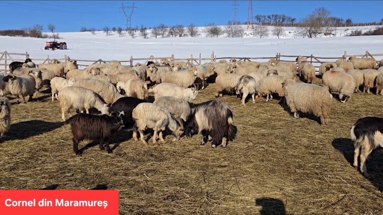 Oile și mieii lui Darius, în vârstă de 20 de ani, din Prislop. Întâlnirea cu lupi și șacali la stână