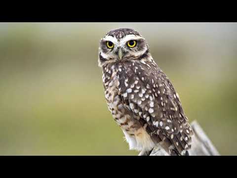 Owl Sound Effect صوت البومة النعيق