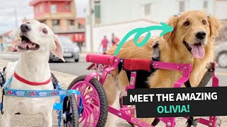 Golden Retriever Rescue Story | Olivia Loves Her Wheelchair by Animal Antics 355 views 2 years ago 3 minutes, 10 seconds