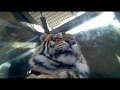 Up Close with a Tiger