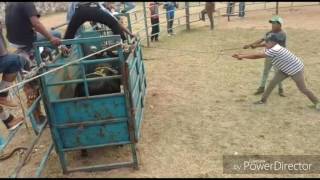 Calando Toros De La Jl De Cuitzeo