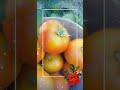 COLHENDO OS FRUTOS NA HORTA ORGÂNICA.....