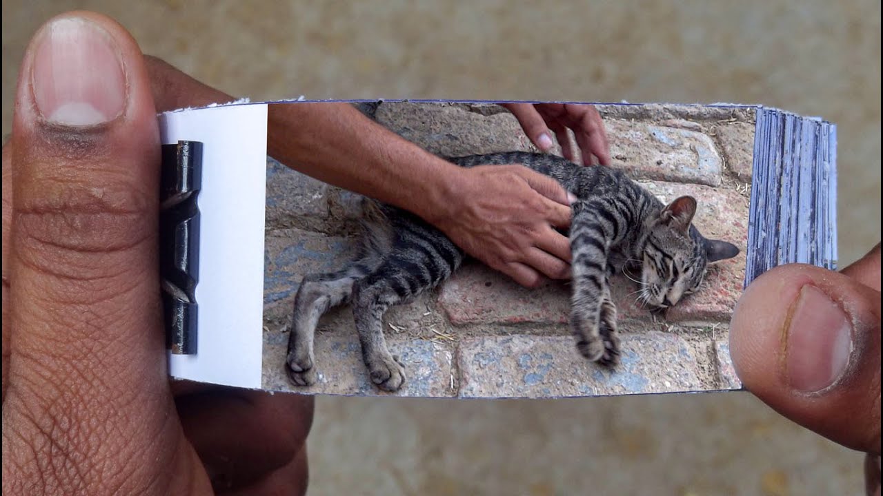 Baby Cat Flipbook | Baby Kitten Massage Flip Book | Flip Book Artist 2021