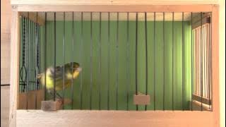 Timbrado-Espanol-Gesangskanarienvogel