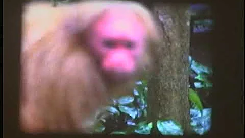 Monkey Jungle Florida