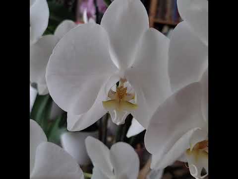 Video: ¿Qué es una flor de garceta? Aprenda sobre el cuidado de las flores de garceta en los jardines