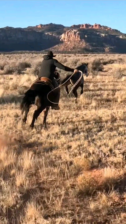 Rope that Horse! #cowboy #rope #horse #viral #awesome #catch