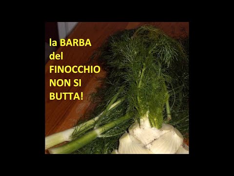 COME CUCINARE LA BARBA DI FINOCCHIO