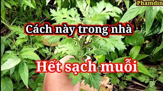 Đây là loại cây loài muỗi sợ nhất, mẹo đuổi ruồi muỗi