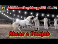 Shear e punjab l fahmeed kamal gillani l horse dance l sakhi mehmood langah harappa 2023