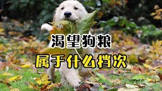 渴望狗粮属于什么档次