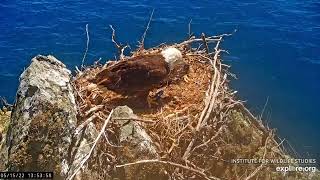 Flying Fish lunch Two Harbors Bald Eagle Cam powered by EXPLORE org 05-15-2022