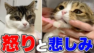 歯磨きでガチギレ&ガチ凹みしてしまった猫たち