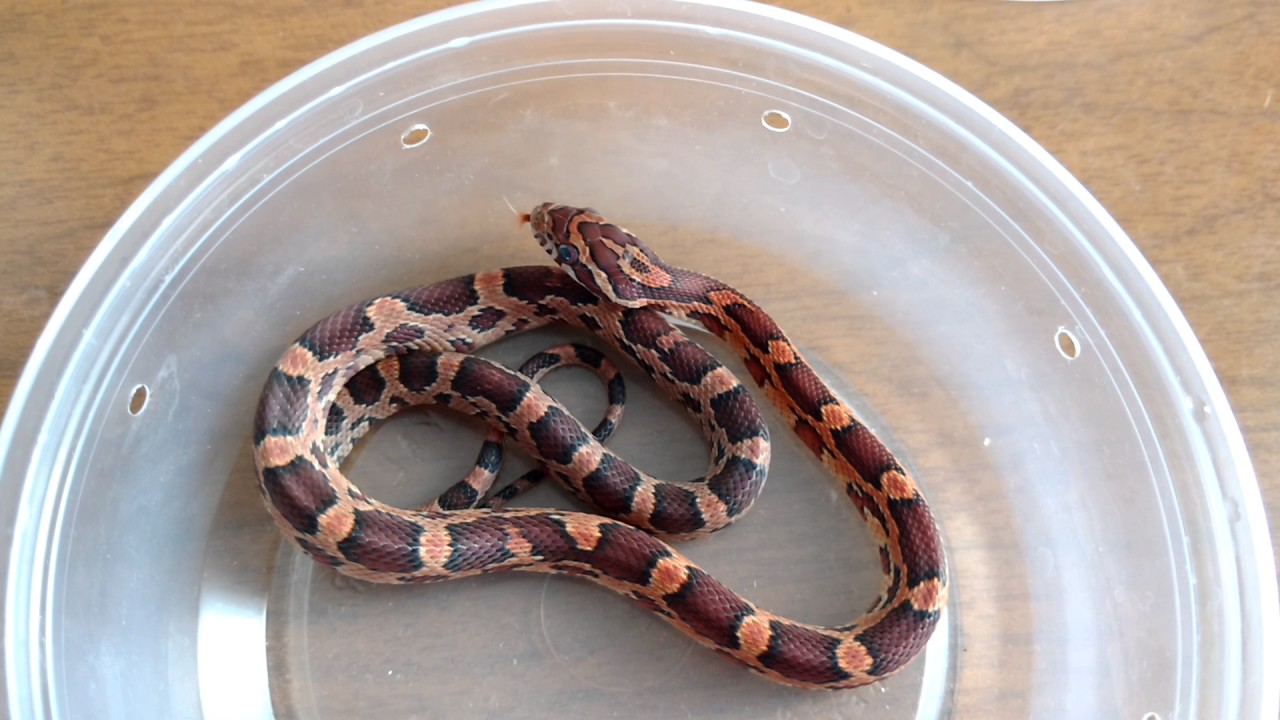 snake oil Snake Showoff Time!