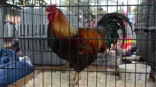 2012 Rooster Crow Weekend