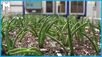 Automated Plant Tissue Culture Plants | Modern Cutting Robotics Compilation | Smart Farming