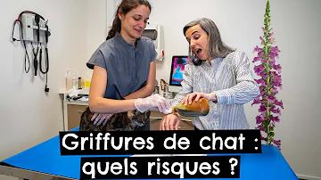 Quel antibiotique pour griffure de chat ?