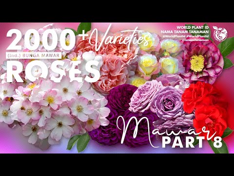 Video: Semak Mawar Zon 8: Memilih Mawar Untuk Taman Zon 8