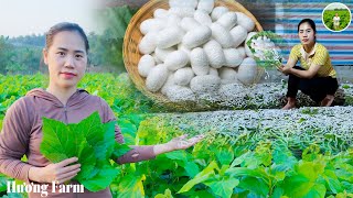 Caring for Farm Animals - Raising Silkworms - Relaxing and Relaxing with Rural Life - Hương Farm