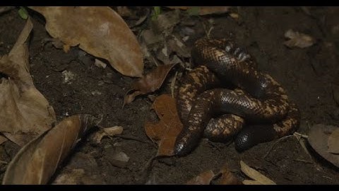 Calabar Python: Zilla Beyond the Glass -- Season 2, Episode 10