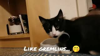 Norwegian Forest Cat: Never feed a Gremlin after Midnight