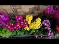 Attractive flowering plants beautifulflowersdifferenttypesof floweringplantsasmitalwagun5582