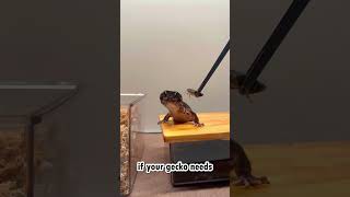 Have you been feeding your gecko correctly ?