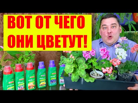 Вот чем я удобряю для цветения. Подкормки для цветения. [Раскрываю секреты]