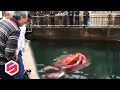 Gurita Raksasa Menampakan Diri di Jepang, Diduga Kraken si Monster Gurita Penunggu Lautan..