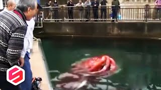 Gurita Raksasa Menampakan Diri di Jepang, Diduga Kraken si Monster Gurita Penunggu Lautan..