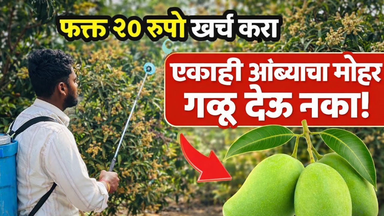 फक्त २० रुपये खर्च करा एकही आंब्याचा मोहर गळणार नाही व भरगोस आंबे लागतील 