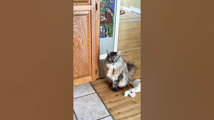 Video 5711921: mainecoon cat, catlover pets cats animal, polydactyl cat, tiny cat, male cat