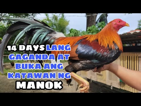 14 DAYS LANG GAGANDA AT BUKA ANG KATAWAN NG MANOK || BALERIANS GAMEYARD