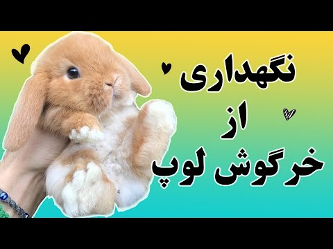 تصویری: آبریزش بینی در خرگوش ها