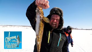 Налим. "Охота на рыбалку" с Вилле Хаапасало 🌏 Моя Планета Налим. "Охота на рыбалку" с Вилле Хаапасало 🌏 Моя Планета