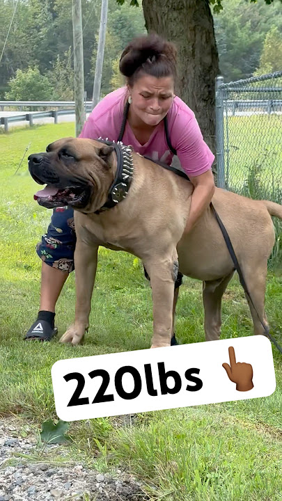 Women tries to pick up monster dogโฆ #shorts #dog #viral