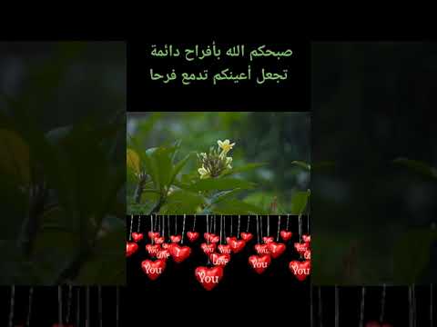 استرخي مع زقزفة العصافير و منظر المطر على أوراق الشجر 