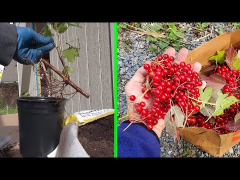 Video: Kako Razmnožavati Viburnum? Pravila Letnjih Reznica. Kako Posaditi I Uzgojiti Ukrasni Viburnum Iz Kosti? Ostale Metode Uzgoja Kod Kuće