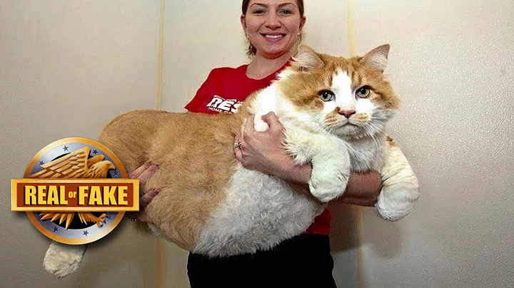 GIANT CAT - real or fake?