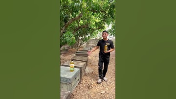 Phân Khúc Mật Ong?? #dunglucngan #matong #matonghoavai #lucngan #vaithieulucngan