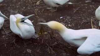 Flying Monsters with David Attenborough
