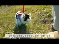 猫が犬化？それって本当？　ハーネス着けて散歩、一芸披露、やけに従順…　「2」並びの2022年（にゃん、にゃん、にゃん）に考える