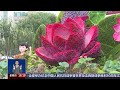 纪念抗战胜利80周年，十组主题花坛亮相北京长安街；铭记历史缅怀先烈，展现抗战精神；花坛景观将一直延续摆放至国庆 20250828 | LIVE NOW《共同关注》